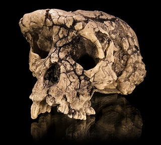 Illustration for article titled If We Cloned Early Humans, Should We Put Them in a Zoo or a School?